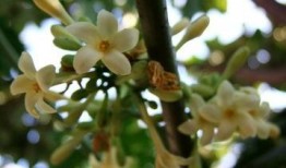 掉瓜树的果子可以吃吗视频,可食用还是危险品？