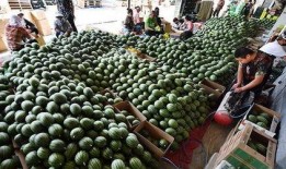 庞各庄吃瓜视频,揭秘乡村夏日生活趣味瞬间