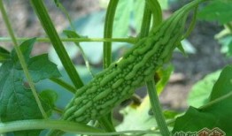 田瓜园吃瓜视频,一场夏日瓜果盛宴的视觉盛宴