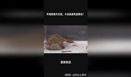 吃瓜群众小仓鼠视频,趣味横生的吃瓜日常