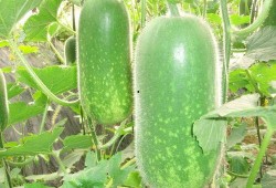 安徽侄媳妇吃瓜视频大全,趣味横生的家庭生活瞬间