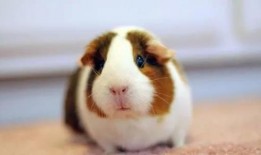 荷兰豚鼠吃瓜视频大全,萌态十足！