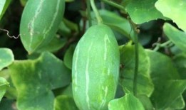 瓢子瓜能泡着吃嘛视频,揭秘泡制方法与美味口感