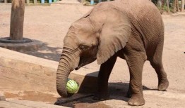 大象和群众吃瓜视频,大象与群众共赏瓜界盛宴