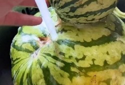 搞笑吃瓜商家视频,带你领略美食界的欢乐盛宴