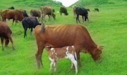 丰收瓜可以给牛吃嘛视频,牛儿美食新选择，绿色营养两不误