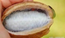 湖北恩施吃瓜视频