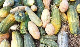 吃瓜的图片视频怎么做,揭秘吃瓜图片视频背后的故事