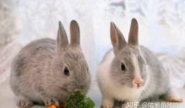 圆瓜兔子可以吃吗视频,揭秘其可食用性及美味烹饪方法