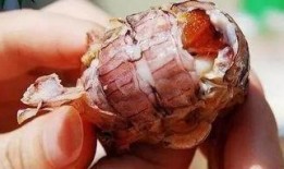 皮皮虾吃瓜视频在线观看,揭秘娱乐圈幕后故事