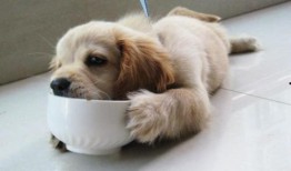 狗吃梨瓜做法视频,狗狗专属美味——梨瓜制作教程