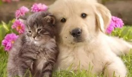 猫狗吃瓜视频大全,趣味视频大全集锦