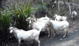 三只羊最新吃瓜视频,揭秘娱乐圈幕后真相