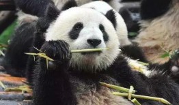 熊猫坐树上吃瓜素材视频