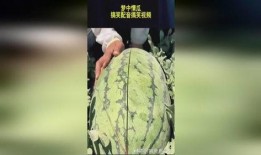 吃瓜视频恶搞声音,笑料百出，欢乐无限