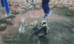 石狮吃瓜事件视频最新,揭秘网络恶搞背后的真相与反思