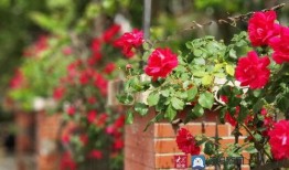 夏庄吃瓜事件视频播放大全,视频播放大全背后的热点追踪