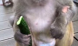 猴子配音吃瓜视频下载,揭秘热门视频背后的下载热潮