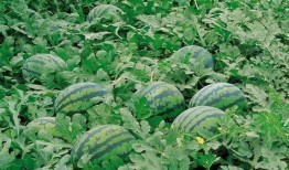 永年吃瓜新闻视频大全,盘点那些引人入胜的短视频集锦