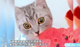 猫咪吃瓜视频,猫咪吃瓜视频大盘点