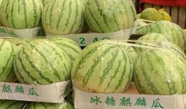 真假吃瓜的视频