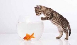 埋头吃瓜的猫视频