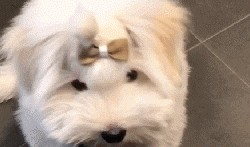 泰迪吃瓜视频,萌态十足引网友爆笑