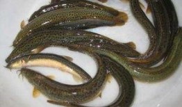 泥鳅吃不吃瓜虫呢视频,揭秘泥鳅是否爱吃瓜虫