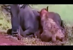 吃货吃瓜视频大全集在线观看,吃货吃瓜视频大全集在线观看攻略