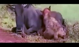 吃货吃瓜视频大全集在线观看,吃货吃瓜视频大全集在线观看攻略