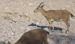 山羊吃哈密瓜视频大全,山羊品尝哈密瓜视频集锦