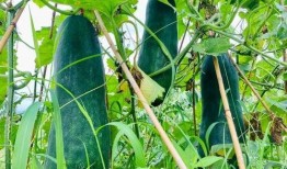 火爆的吃瓜视频,火爆视频揭秘娱乐圈幕后真相