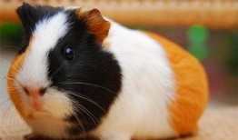 荷兰豚鼠吃瓜视频大全,萌态十足！