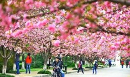 吃瓜视频樱花校园,吃瓜视频里的青春记忆