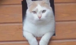 小猫吃瓜怎么做视频,趣味视频轻松制作教程