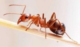 蚂蚁吃瓜成语有哪些呢视频,盘点趣味横生的成语故事