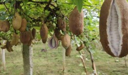 八月瓜怎么做吃的视频教程,轻松学会的养生佳肴教程