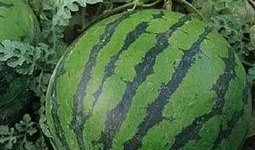 宝应吃瓜视频,揭秘当地特色美食与风土人情