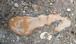 鸡屎瓜怎么吃最好吃视频,视频教你如何烹饪最佳口感