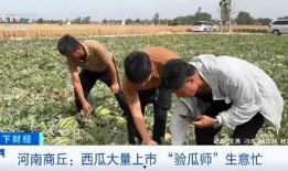 吃瓜群众保定二哥视频,揭秘娱乐圈幕后故事