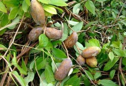 吃野生八月瓜视频声控,野生果实诱惑揭秘