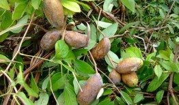 吃野生八月瓜视频声控,野生果实诱惑揭秘