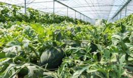 到农村吃瓜视频,探寻农村吃瓜的独特魅力