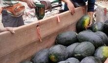 广西黑美人吃瓜视频播放