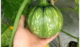 吃瓜的奥妙小视频,跟随奥妙小视频探索瓜果世界