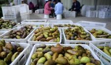 湖北恩施吃瓜视频