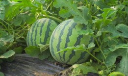 滨州大瓜吃瓜视频,揭秘吃瓜视频背后的热点事件