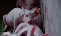 猪吃瓜有营养吗视频播放,视频揭示惊人真相