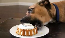 狗吃梨瓜做法视频,狗狗专属美味——梨瓜制作教程