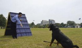 警花与警犬吃瓜视频,甜蜜互动，吃瓜群众见证温馨警犬日常